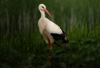 Fototapeta premium white stork ciconia in grass 