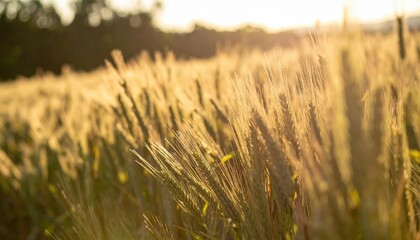 Obraz premium Golden Wheat Field At Sunset
