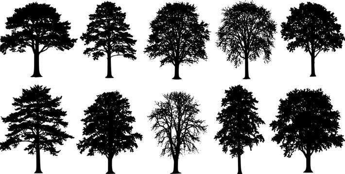 small pine tree silhouettes on the white background volume 2
