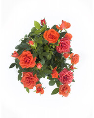 Rose bush isolated on white background