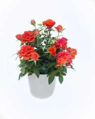 Bush rose as a houseplants isolated on white background