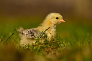 Cochin chick