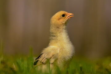 Baby chicken