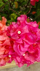 Close-up of red and purple bougainvillea flower. Flower wallpaper. Bougainvillea beautiful view for background or wallpaper. Close view of Bougainvillea flower blooming.