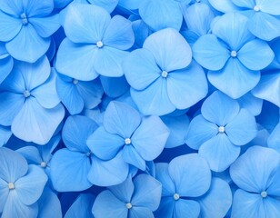 blue hydrangea flowers