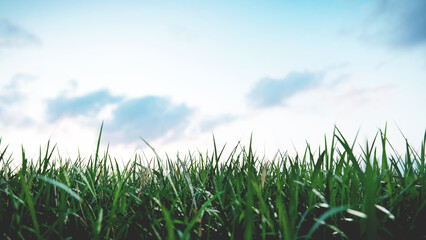 Green grass blades growing under cloudy sky at sunset