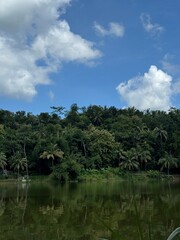 Fototapeta premium tropical forest and river