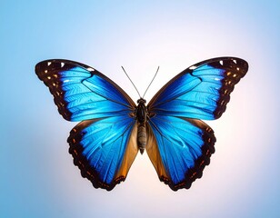 Obraz premium butterfly on a white background