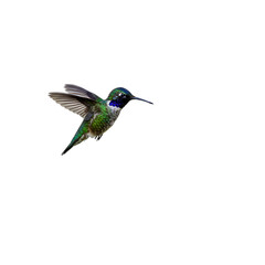 Obraz premium Hummingbird in Flight: Vibrant Green Jewel Photography