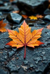 Autumn maple leaf resting on wet rocks in natural setting  