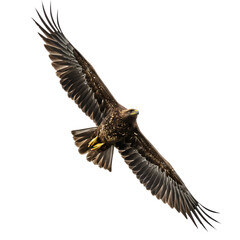 Fototapeta premium Majestic Eagle in Flight: A Powerful Avian Capture