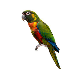 Obraz premium Vibrant Sun Parakeet: Exotic Bird Photography