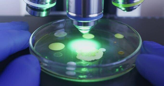 A petri dish containing bacteria is examined under magnified microscope lenses and green light.