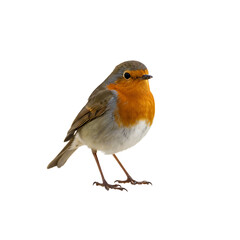 Fototapeta premium European Robin: Detailed Close-Up Photo