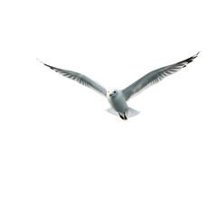 Fototapeta premium Seagull in Flight: Wings Spread Wide Against Black Background