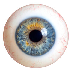 Detailed illustration of a human eye on transparent background