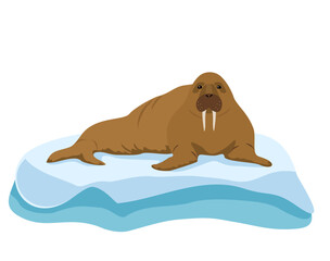 Walrus character illustration. Walrus on the ice. Arctic animals isolated on white background.Sea or ocean water mammal animal. Walrus icon