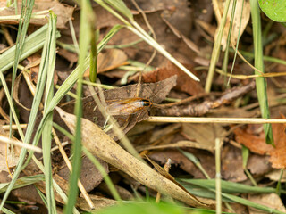森林に住むモリチャバネゴキブリ