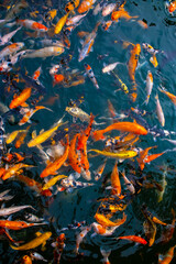 There are many colorful Japanese carp fish swimming in the water. Fish farm. The pond is teeming...