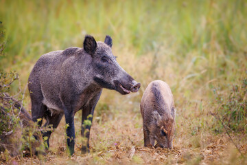 Wild boar (Sus scrofa) with piglets in tall grass, natural habitat, alert mother, striped young, spring scene, wildlife, close-up, peaceful moment, blurred background, detailed fur.
