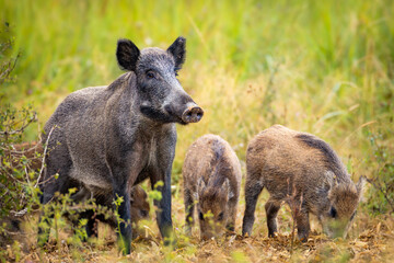 Wild boar (Sus scrofa) with piglets in tall grass, natural habitat, alert mother, striped young, spring scene, wildlife, close-up, peaceful moment, blurred background, detailed fur.