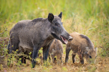 Wild boar (Sus scrofa) with piglets in tall grass, natural habitat, alert mother, striped young, spring scene, wildlife, close-up, peaceful moment, blurred background, detailed fur.