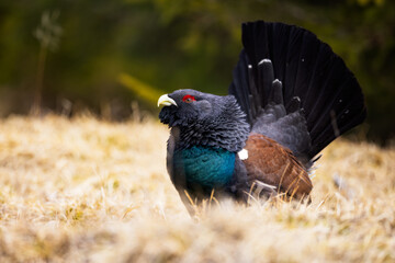 Western capercaillie (Tetrao urogallus) displaying on forest floor, fanned tail, vibrant plumage, red eyebrow, natural habitat, close-up, spring, wild bird, detailed feathers, blurred background.
