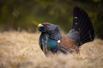 Western capercaillie (Tetrao urogallus) displaying on forest floor, fanned tail, vibrant plumage, red eyebrow, natural habitat, close-up, spring, wild bird, detailed feathers, blurred background.