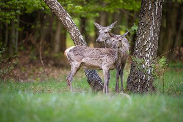 Red deer (Cervus elaphus) standing alert in green forest clearing, soft spring light, detailed fur, natural habitat, peaceful wildlife scene, grazing, vertical composition, blurred background.