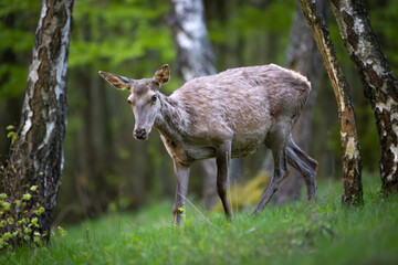 Red deer (Cervus elaphus) standing alert in green forest clearing, soft spring light, detailed fur, natural habitat, peaceful wildlife scene, grazing, vertical composition, blurred background.