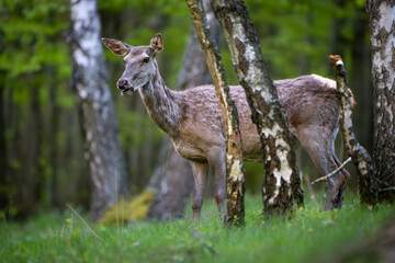 Red deer (Cervus elaphus) standing alert in green forest clearing, soft spring light, detailed fur, natural habitat, peaceful wildlife scene, grazing, vertical composition, blurred background.