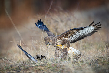 Common buzzard (Buteo buteo) with wings spread over prey on dry grass, intense hunting moment, sharp gaze, detailed feathers, wild nature, natural habitat, action scene, blurred background.