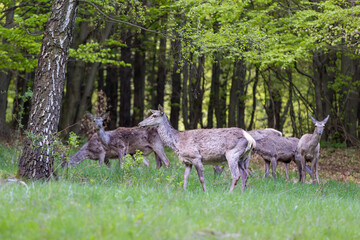 Red deer (Cervus elaphus) standing alert in green forest clearing, soft spring light, detailed fur, natural habitat, peaceful wildlife scene, grazing, vertical composition, blurred background.