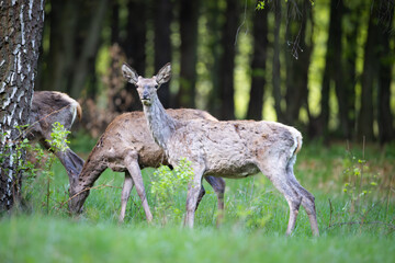 Red deer (Cervus elaphus) standing alert in green forest clearing, soft spring light, detailed fur, natural habitat, peaceful wildlife scene, grazing, vertical composition, blurred background.
