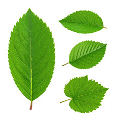 Fototapeta premium Isolated Green Leaves on Pristine White Background for Nature Photography, Isolated on Transparent Background