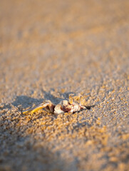A crab on the beach is running on the white sand. Exotic animals in the resorts of tropical islands. The concept of a beach holiday in the tropics.
