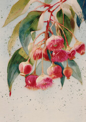 Botanical Watercolor of Red Blossoms – Eucalyptus-Inspired Floral Illustration