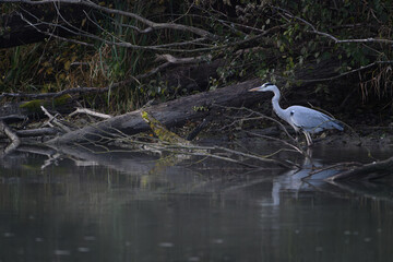 Heron Standing in Shallow Water near Forest Edge — Natural Habitat and Reflection
