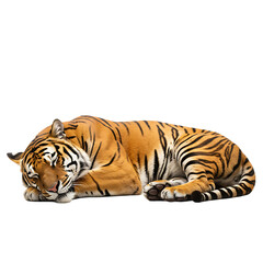 Obraz premium Majestic Bengal Tiger: A Stunning Close-Up of a Sleeping Predator