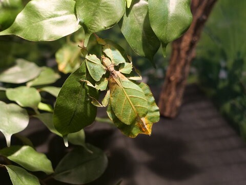 緑の葉が重なる植物のクローズアップ