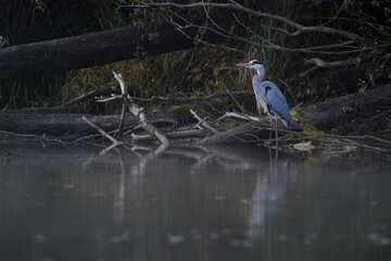 great blue heron