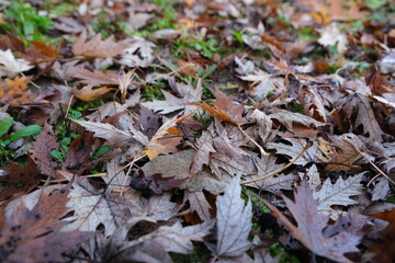 Dry autumn maple leaves covering the grassy ground in a natural forest setting, shallow depth of field
