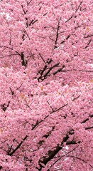 Photo Full Frame Pink Cherry Blossom Tree in Bloom Springtime