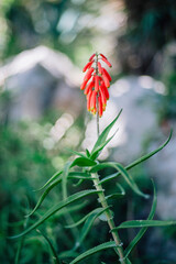 Aloe striatula with red and orange tubular flowers in bloom