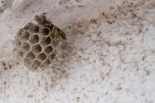 Small bell shaped nest with hexagonal chambers of Paper Wasp, possibly Pollistes Galicus, with adult member of the kind on top of it. Hidden under concrete rooftop of white coloured building. 