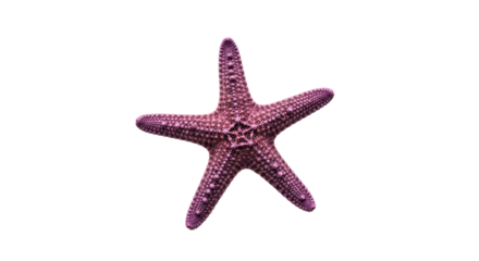 Detailed Close-up of a Purple Starfish on isolated on transparent background