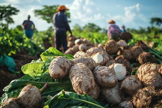 agriculture harvesting tapioca cassava farms