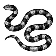 Naklejka premium Detailed Black And White Illustration of a Coiled Snake on White Background