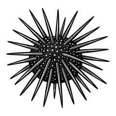 Obraz premium Detailed Black And White Illustration Of Sea Urchin With Sharp Spines