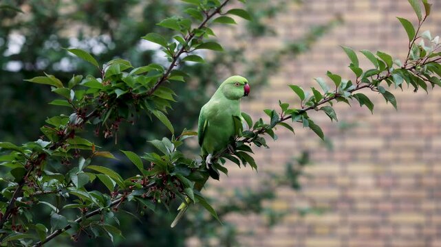 A vibrant green parakeet perched on a leafy tree branch with a brick wall in the background, showcasing its red beak and sleek plumage.